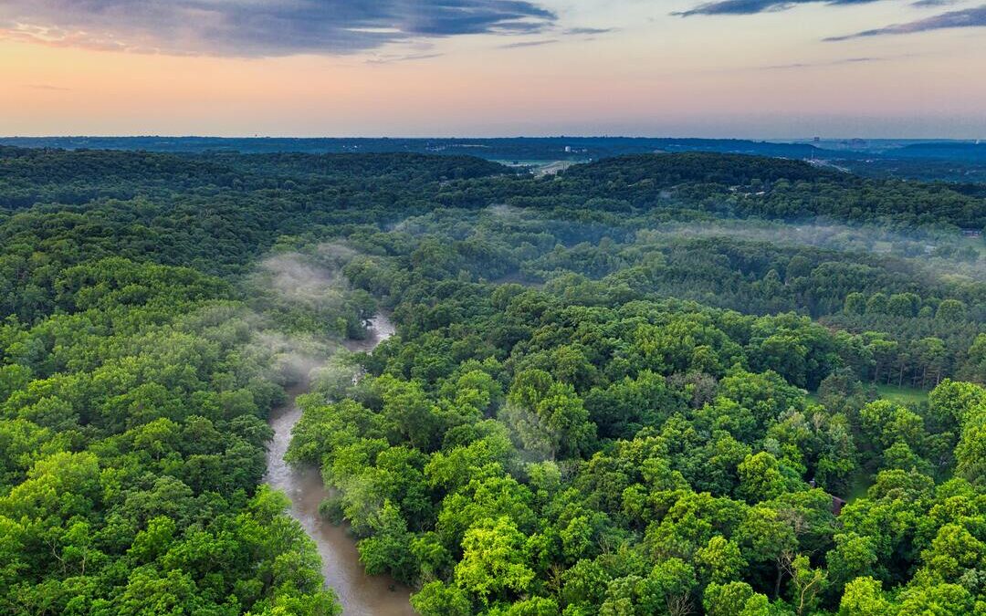 World Bank Issues $225M Bond to Fund Amazon Reforestation